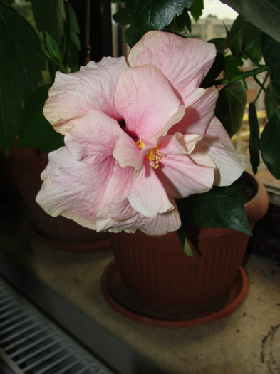 hibi roz pal batut - C-hibiscus 2011- 1