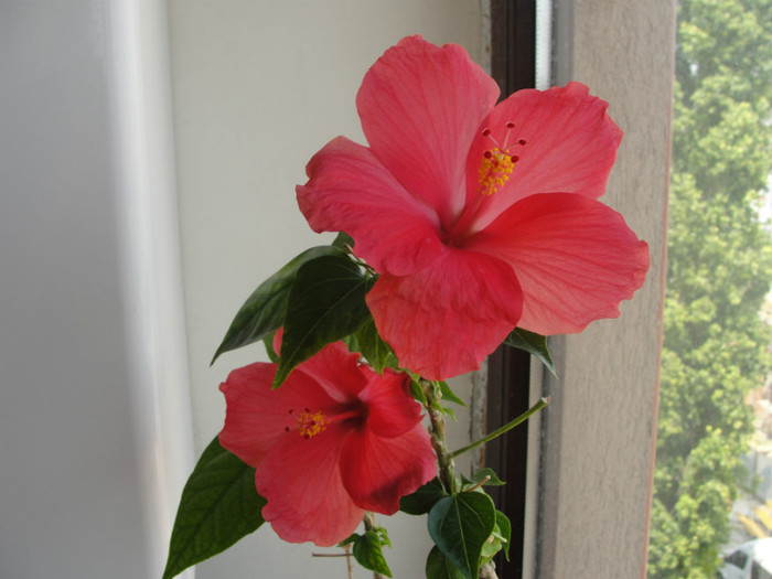 hibi como - C-hibiscus 2011- 1