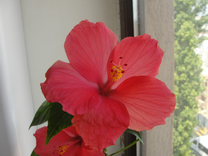 hibi siclam simplu - C-hibiscus 2011- 1
