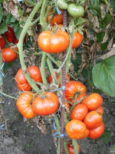 P8271074 - Gradina de legume 2011