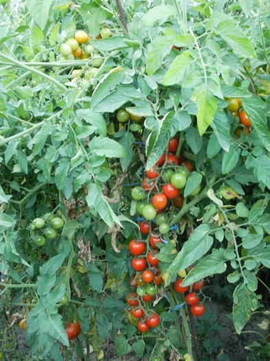 Cherry dulci si ferme - Gradina de legume 2011