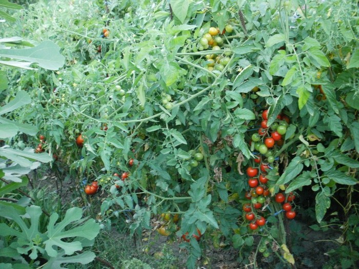 P8271091 - Gradina de legume 2011