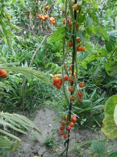 P8271135 - Gradina de legume 2011