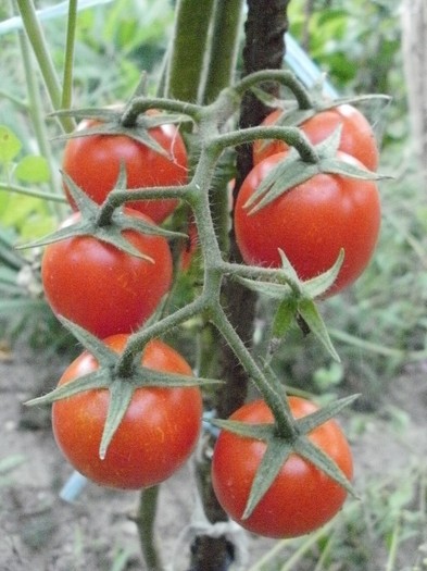 P8271139 - Gradina de legume 2011