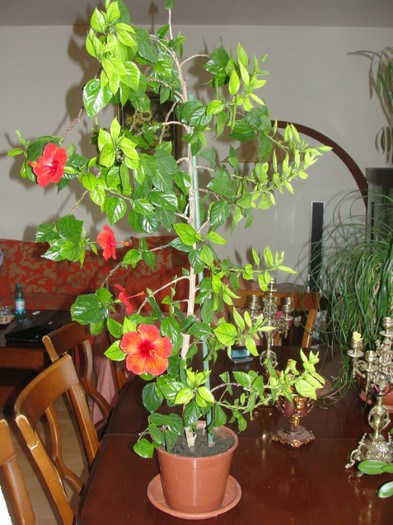 hibi rosu simplu- achizitie noua - C-hibiscus 2011- 1