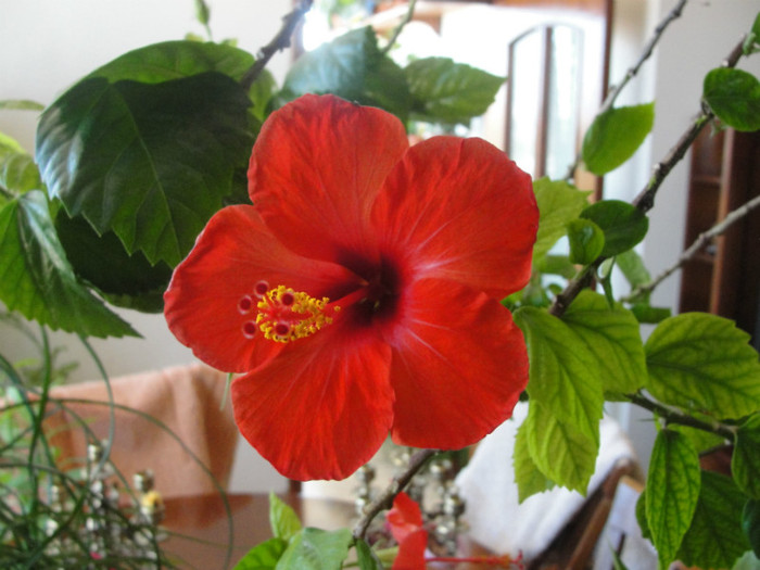 hibi rosu simplu - C-hibiscus 2011- 1