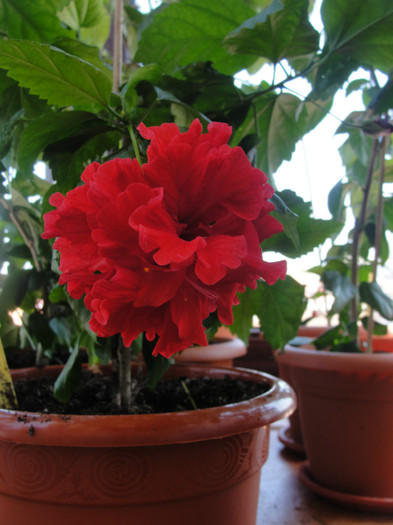 hibi dianthoides - C-hibiscus 2011- 1