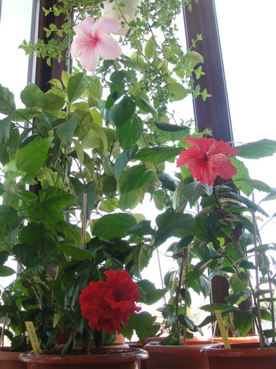 hibi dainty pink dianthoides si rouge tropique - C-hibiscus 2011- 1