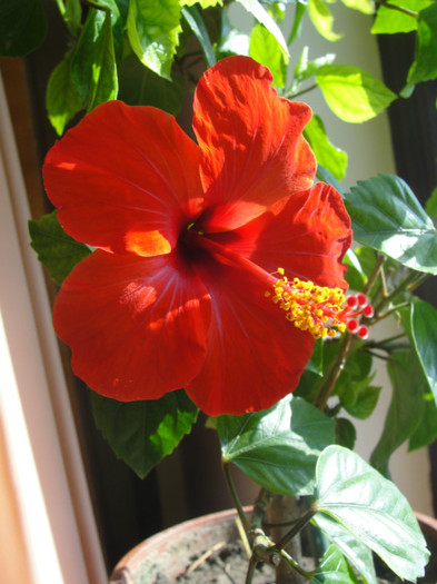 hibi rosu simplu - red rosalio - C-hibiscus 2011- 1