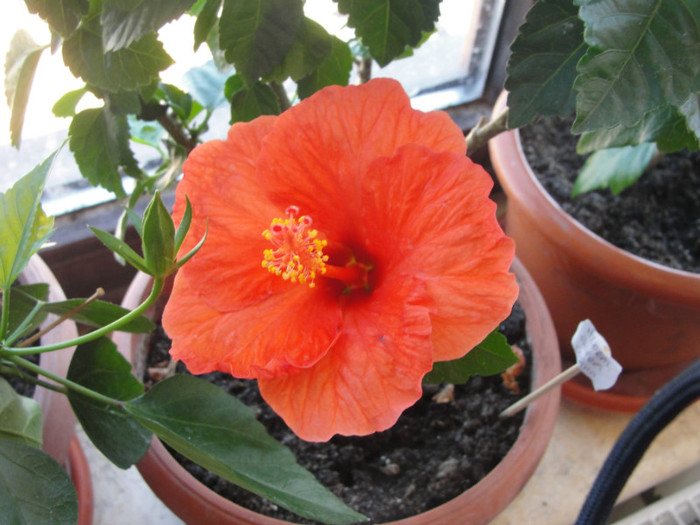 hibi portocaliu gofrat- ankara?, corinap - C-hibiscus 2011- 1