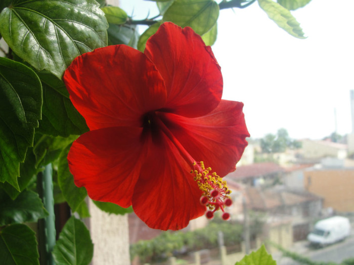 hibi rosu simplu - C-hibiscus 2011- 1