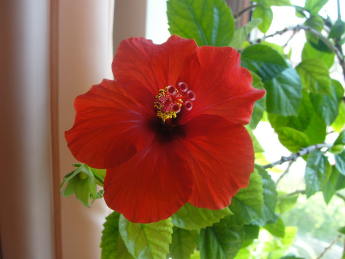 hibi rosu simplu - C-hibiscus 2011- 1