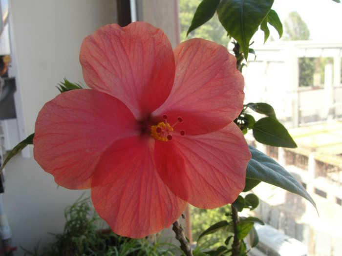 hibi siclam simplu como - C-hibiscus 2011- 1
