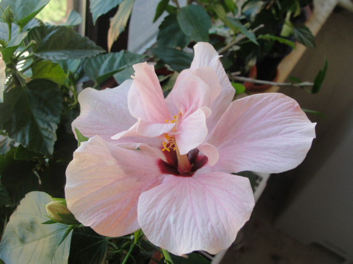 hibi roz pal simplu motat - C-hibiscus 2011- 1