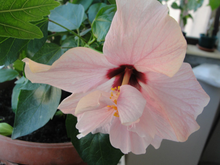 hibi roz pal simplu motat - C-hibiscus 2011- 1