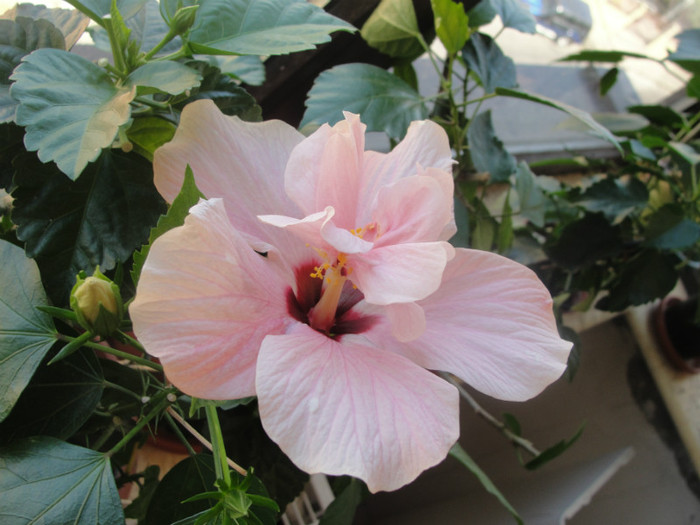 hibi roz pal simplu motat - C-hibiscus 2011- 1