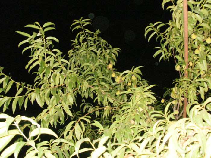  - Plante