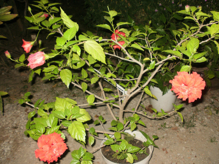  - Plante