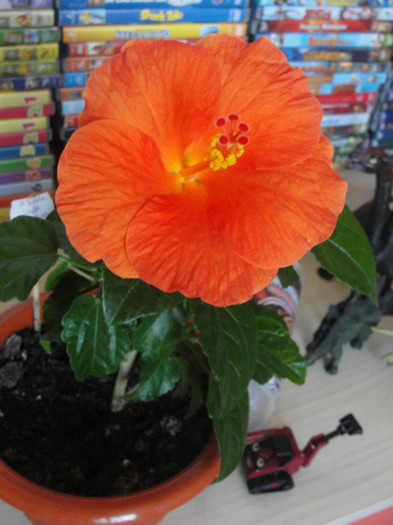 hibi wiki orange - hibiscus deosebit- preferatii mei