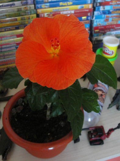 hibi wiki orange - hibiscus deosebit- preferatii mei