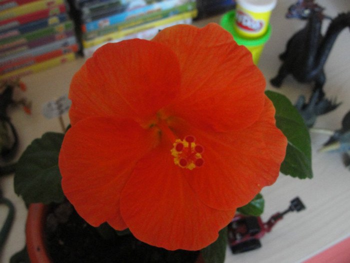 hibi wiki orange - hibiscus deosebit- preferatii mei