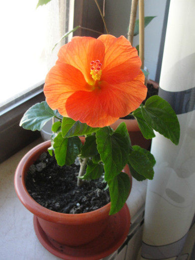 hibi wiki orange - hibiscus deosebit- preferatii mei