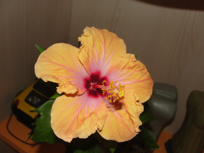 hibi  passion - hibiscus deosebit- preferatii mei