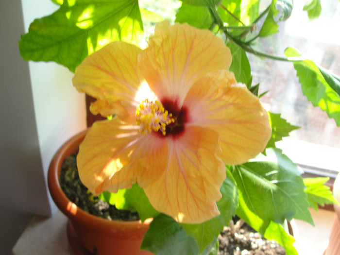 hibi passion - hibiscus deosebit- preferatii mei
