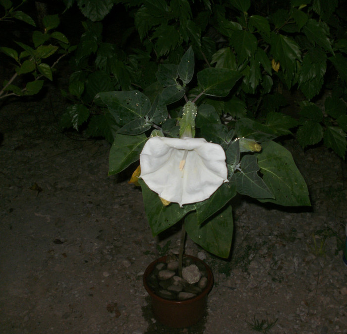  - Plante