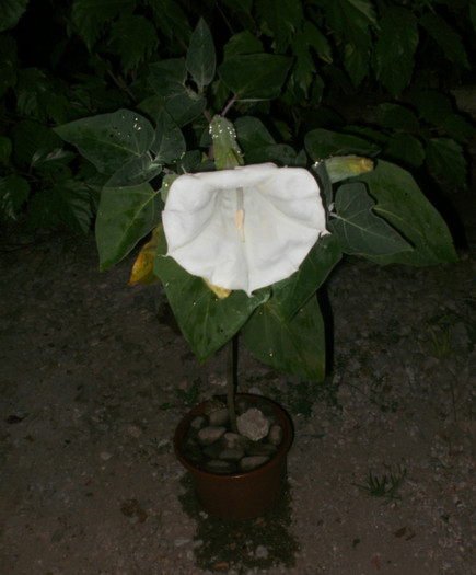  - Plante