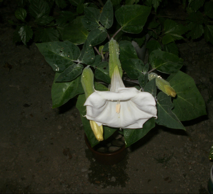 - Plante