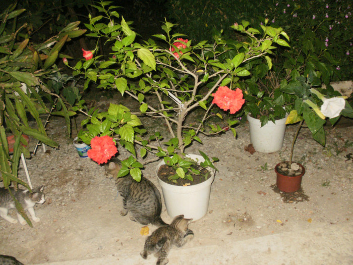  - Plante