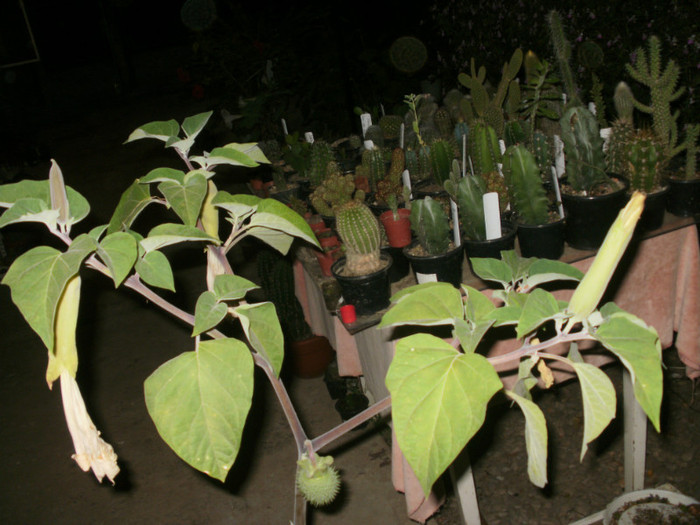  - Plante