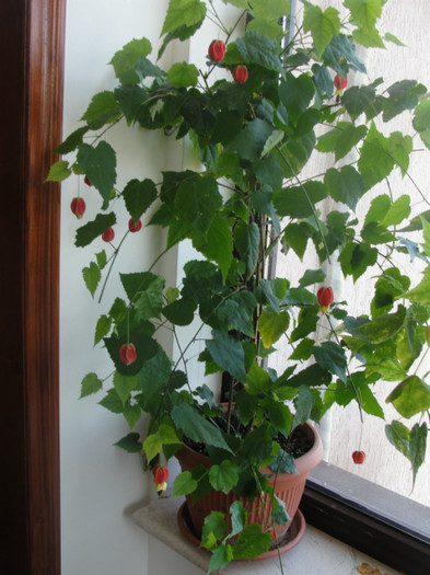 abuti megapotamicum- infloreste din nou - C-abutiloni 2011- 1