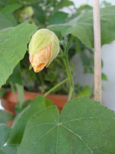 abuti astoria- boboc