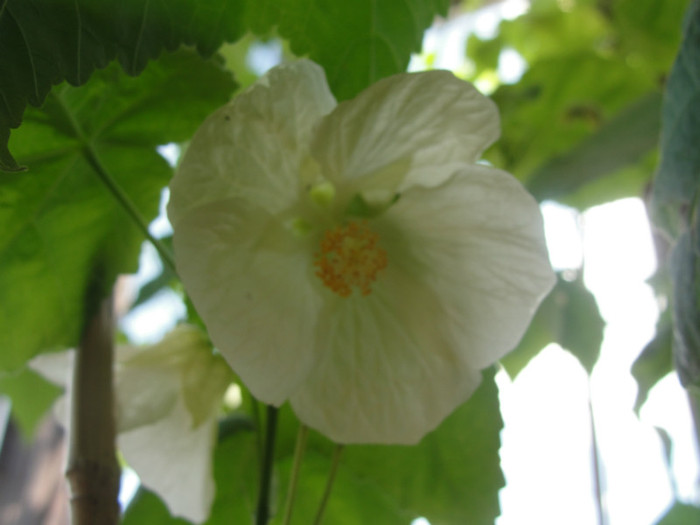 abuti alba ca zapada