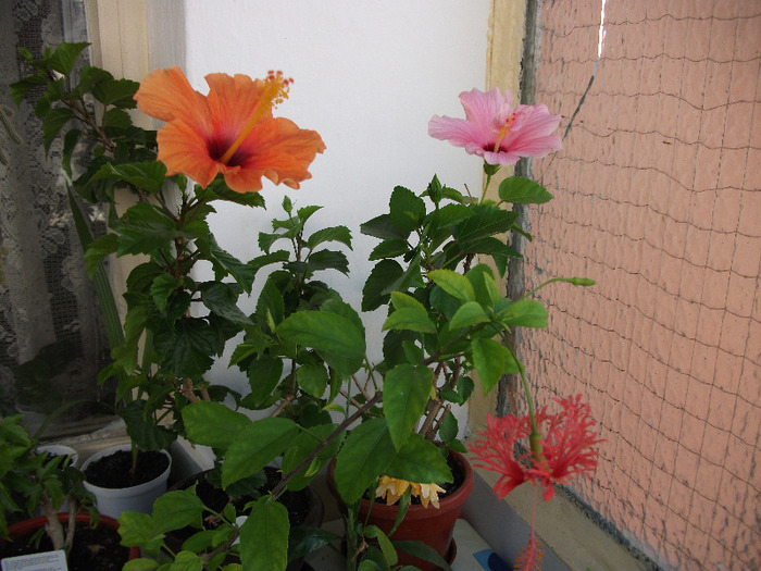 DSCF1477 - Hibi 2011-2012