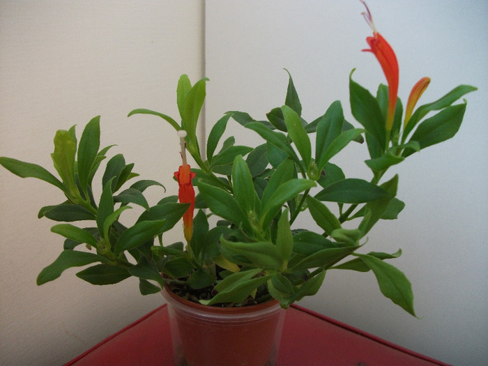 DSCF1499 - Aeschynanthus