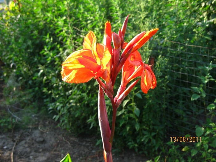 IMG_0849 - Flori in gradina 2011