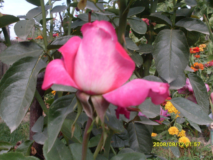 Gaumo - trandafirii mei 2011