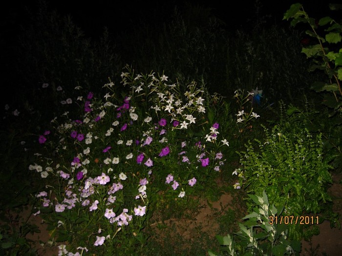 petunii - Flori in gradina 2011