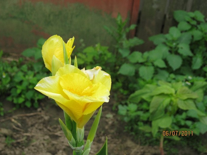 IMG_0753 - Flori in gradina 2011