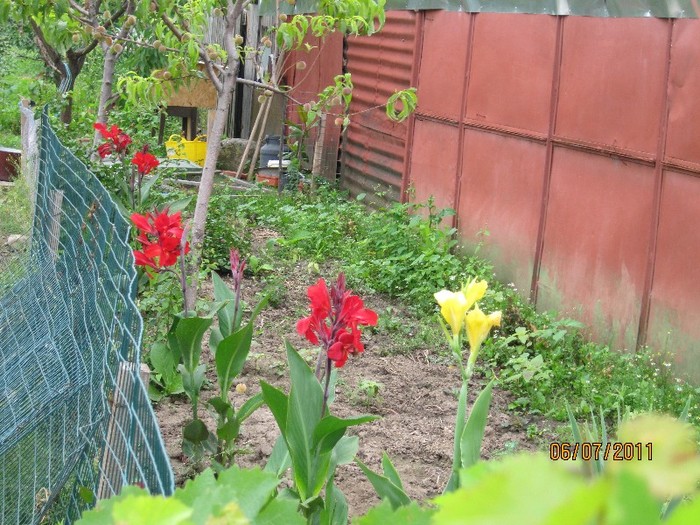IMG_0754 - Flori in gradina 2011