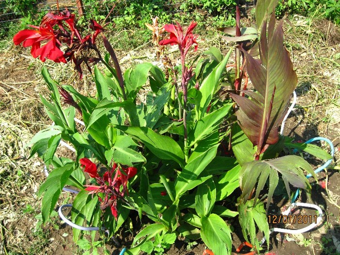 canna dupa grindina - Flori in gradina 2011