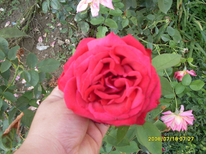 trandafirasi (1) - trandafirii mei 2011