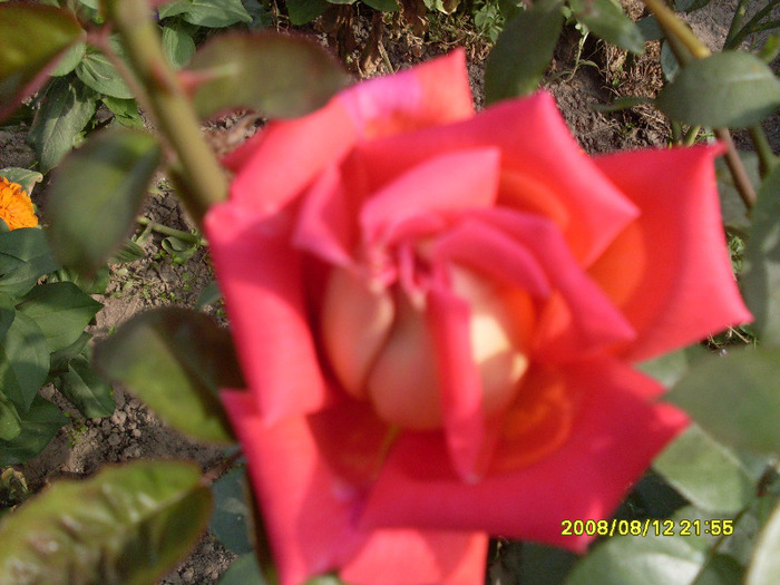 trandafiriii (1) - trandafirii mei 2011