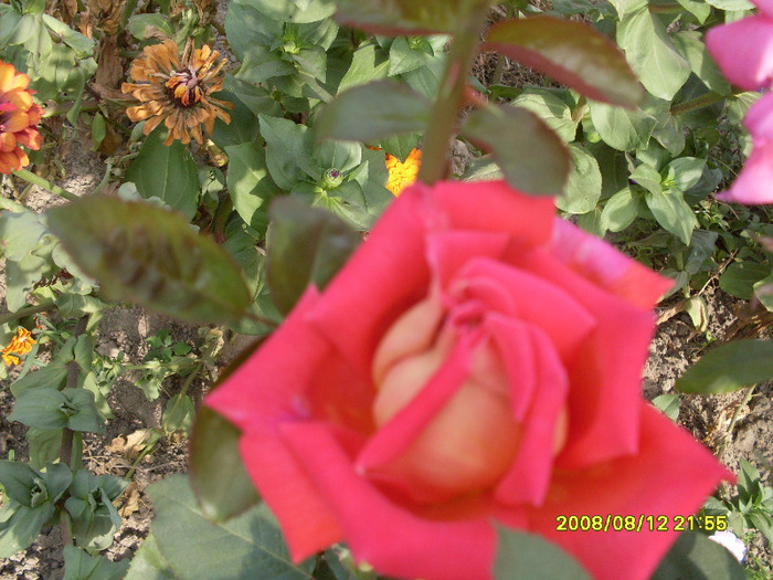 trandafiriii (2) - trandafirii mei 2011
