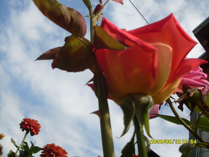 trandafiriii (3) - trandafirii mei 2011