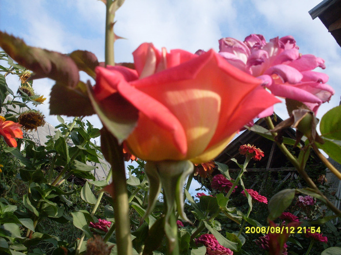 trandafiriii (4) - trandafirii mei 2011