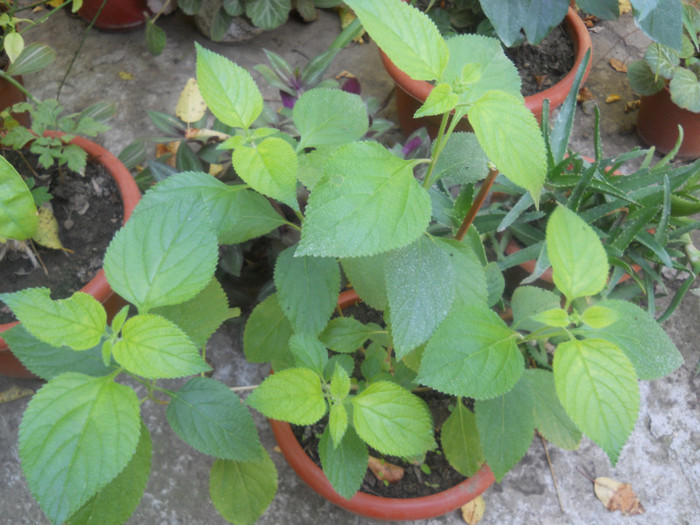 lantana Florentina